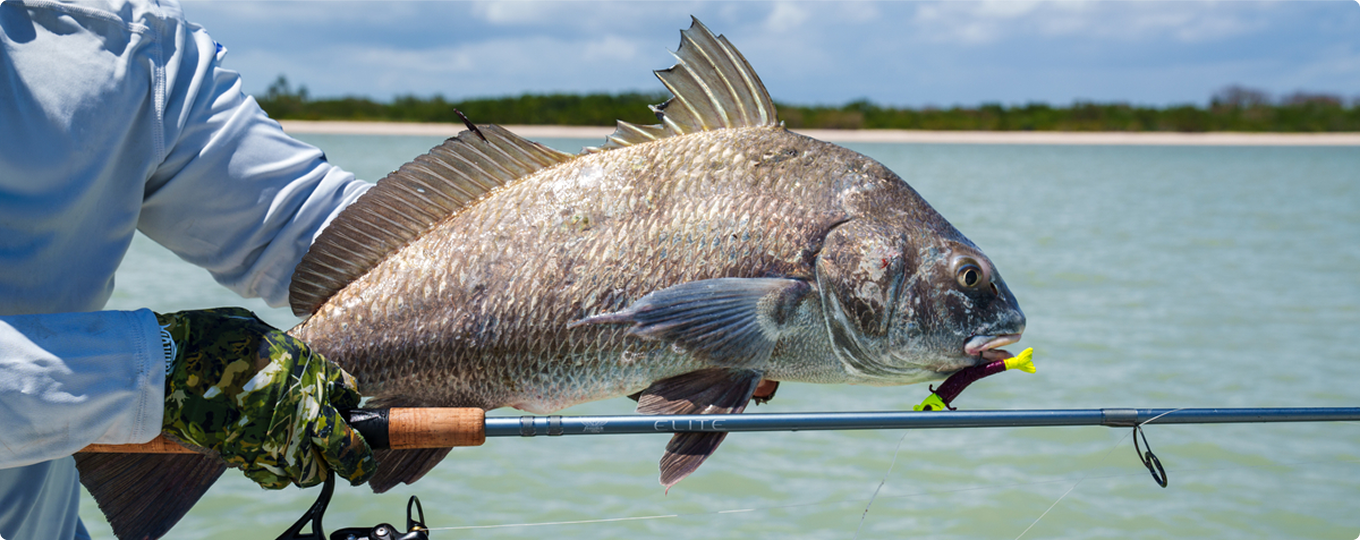 close up of fish caught in saltwater using Fenwick elite series