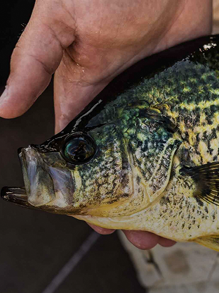 Panfish Trout in hand