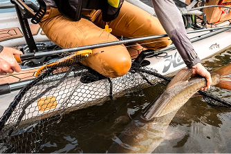 image from social media of a fish caught using a fenwick rod